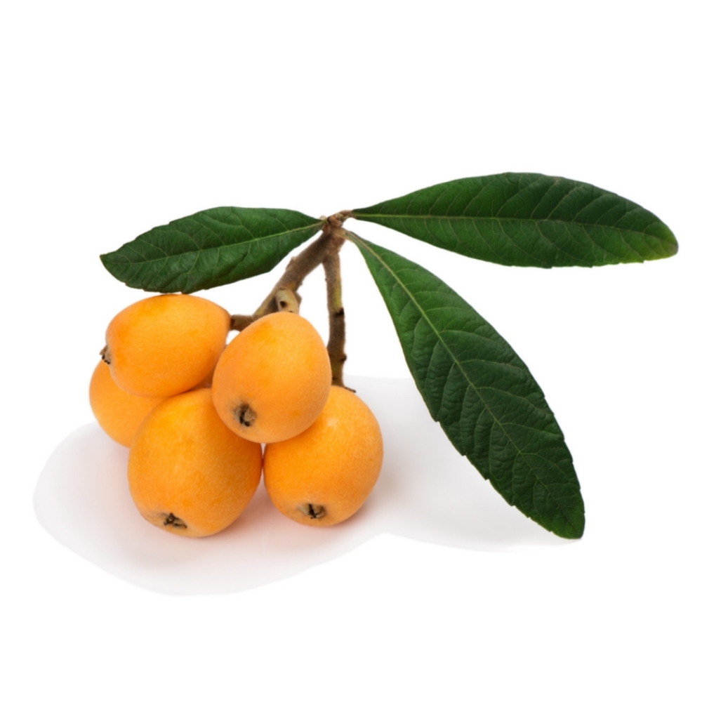 LOQUAT | Nispero Organic Seeds Japanese Eriobotrya Japonica Small Batch Qty 10